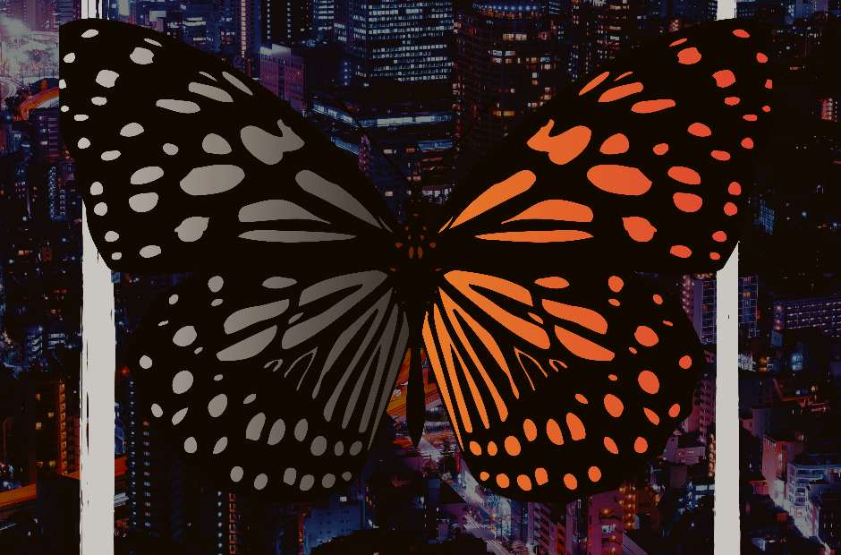 orange and white butterfly