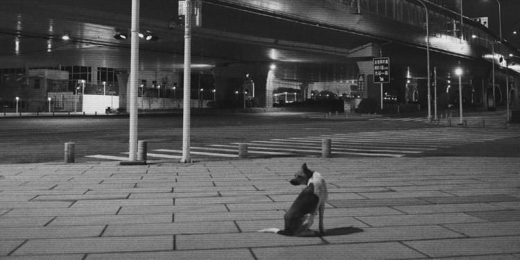 Empty street at night with dog in foreground
