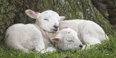 An image of two sheep in nature