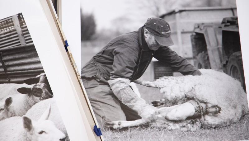 black and white photo of lambing