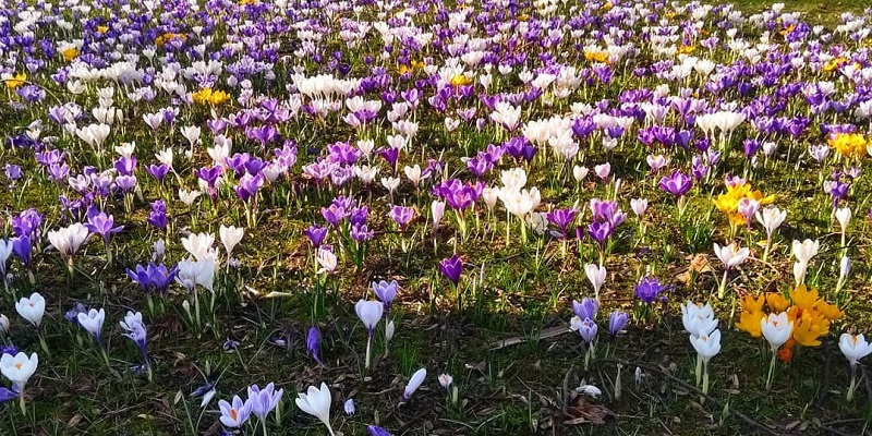 A carpet of purple, white and yellow crocuses in spring