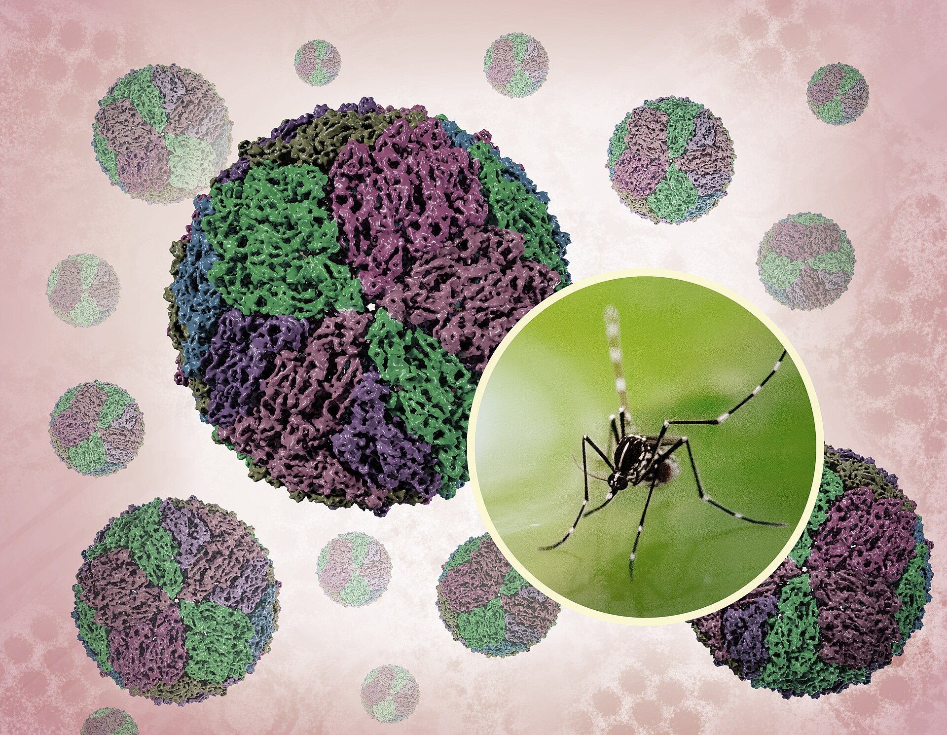 A close-up of a mosquito
