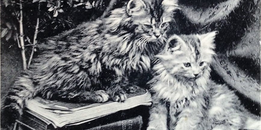 Lecture: Purr-fect Pals: The Rise of Pet Cats in Modern Britain ...