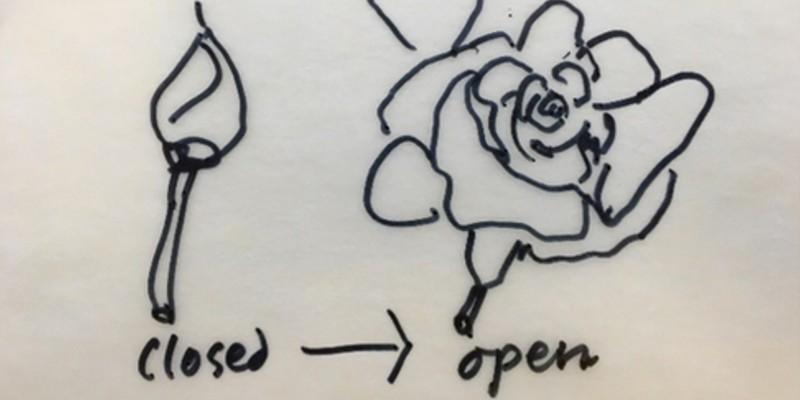 Drawing of an open and closed rose. Illustration by John Christophers.