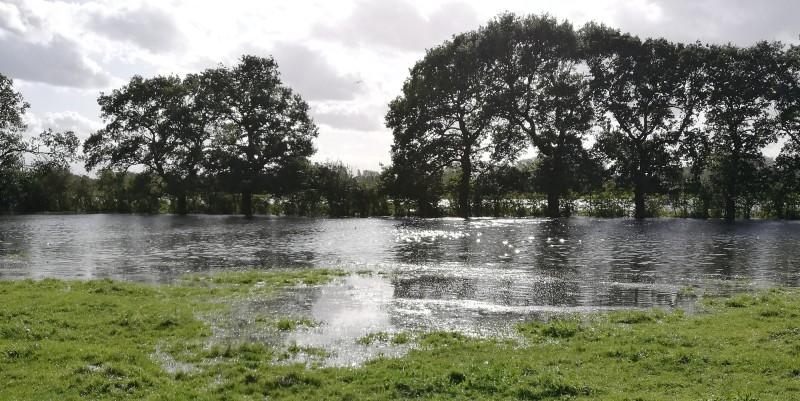 Photo of Rawcliffe Meadows in York.