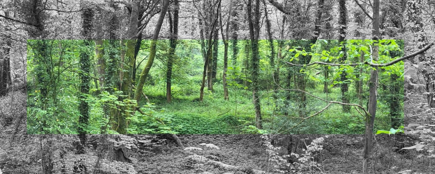 A tranquil woodland image, in colour in the middle but black and white around the edges