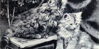 early twentieth century black and white image showing fluffy kittens sitting on books. Studio portrait