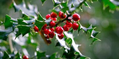 A bunch of holly berries nestled in holly leaves