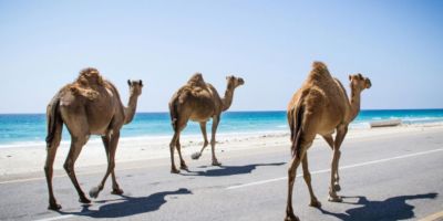 Langage and nature in southern arabia