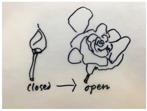 Line drawing of open and closed flowers by John Christophers