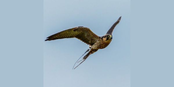 A falcon in flight against a bright blue sky