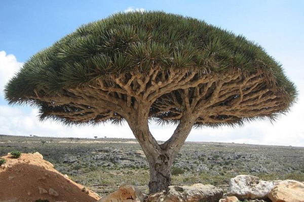 The Dragon’s Blood tree (dracaena cinnabari) is unique to the Indian Ocean island of Socotra. At various points in the first millennium, the island was visited by sailors trading in the cinnabar obtained from these trees, which was considered to have special medicinal as well as culinary properties. In the early 2000s, graffiti left by some of these sailors was identified deep inside a cave on the island, showing that people, mainly from the region of modern Gujarat in India, had visited the island and explored the cave complex, perhaps for religious reasons, or perhaps simply as tourists!