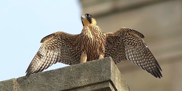 Peregrine falcon, Parkinson Building, University of Leeds. Credit: @leedsbirder