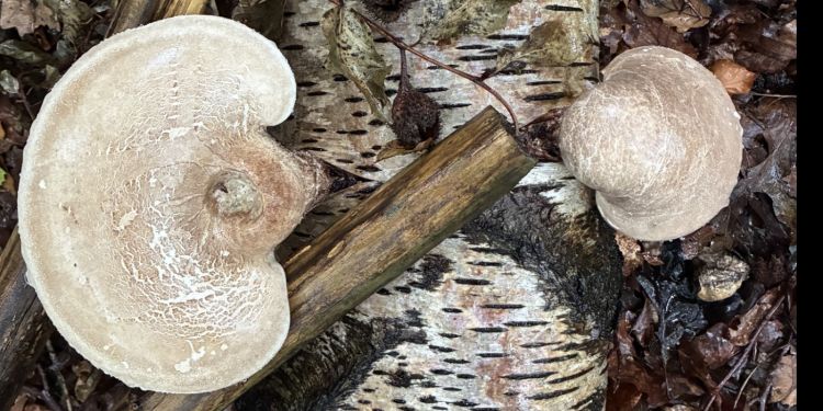 Birch polypore