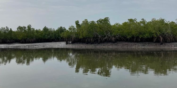 Line of trees reflected in water