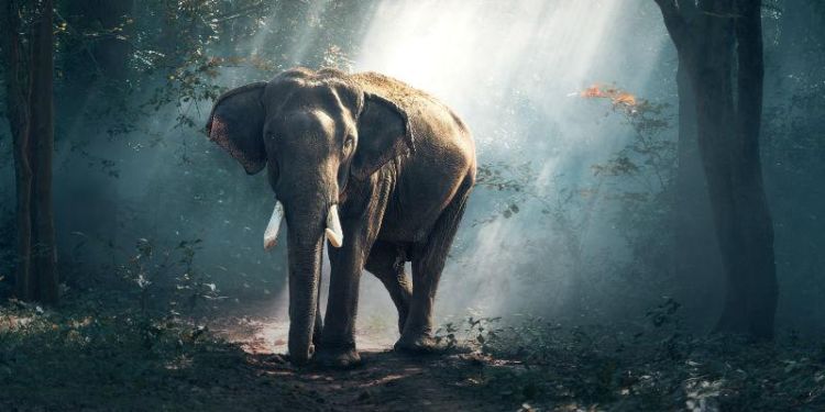 Image of an elephant in a wood