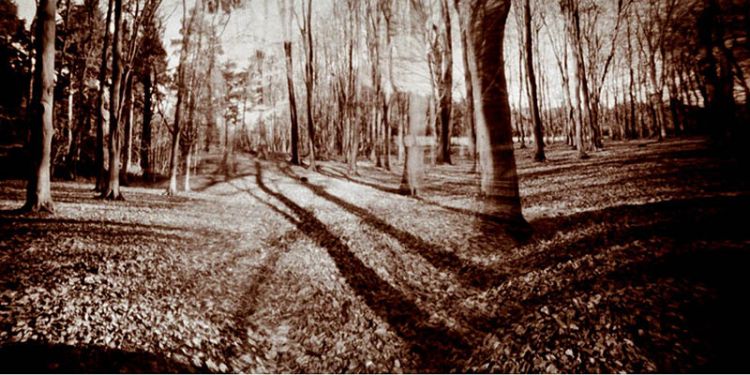 120mm Pinhole Blender photograph of the plantation used in the installation