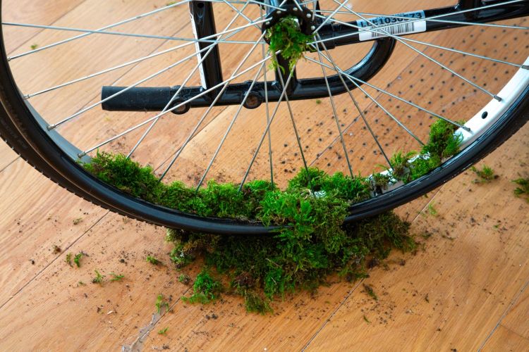 wheel of an NHS wheelchair with green moss attached to the wheel