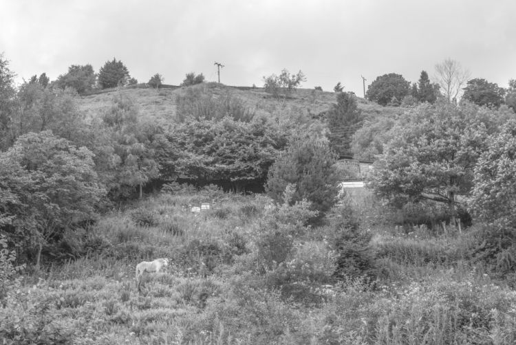 The white horse 2023 jim brogden