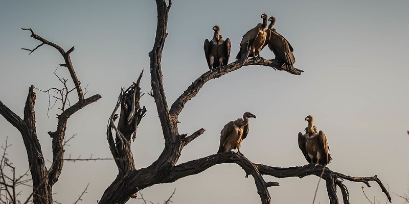Silhoutte of vultures in a bare tree