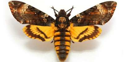 The Death's-head Hawkmoth, with its characteristic skull-shaped pattern on the thorax.